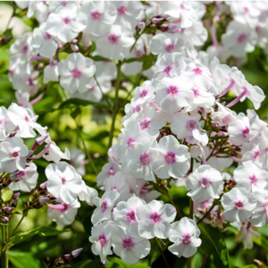 COMMENT PRENDRE SOIN DE SA FLORE INTESTINALE ?