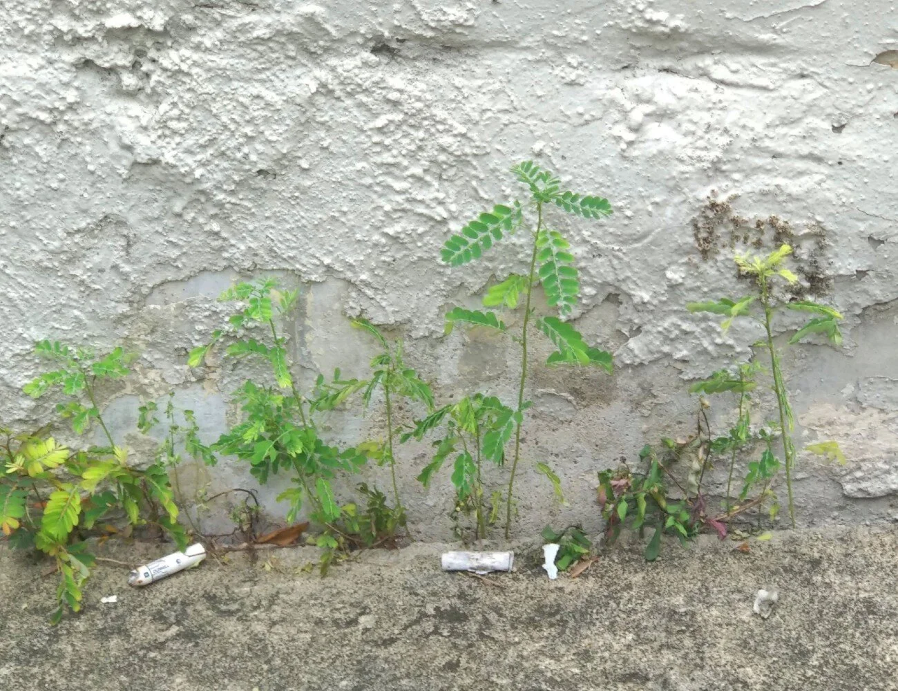 Wildflowers of Singapore