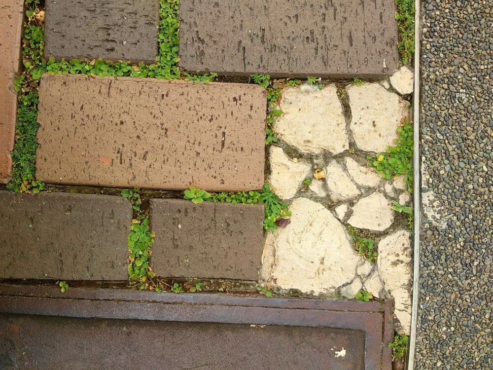 Wildflowers of Singapore