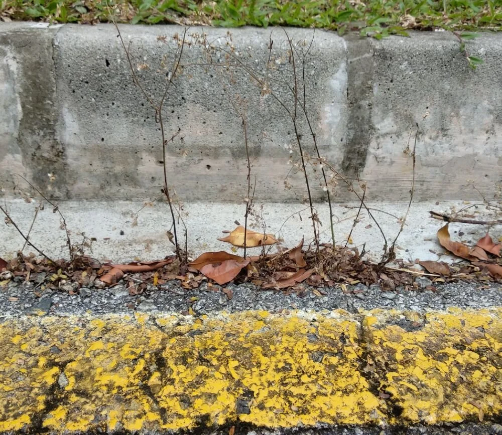 Wildflowers of Singapore