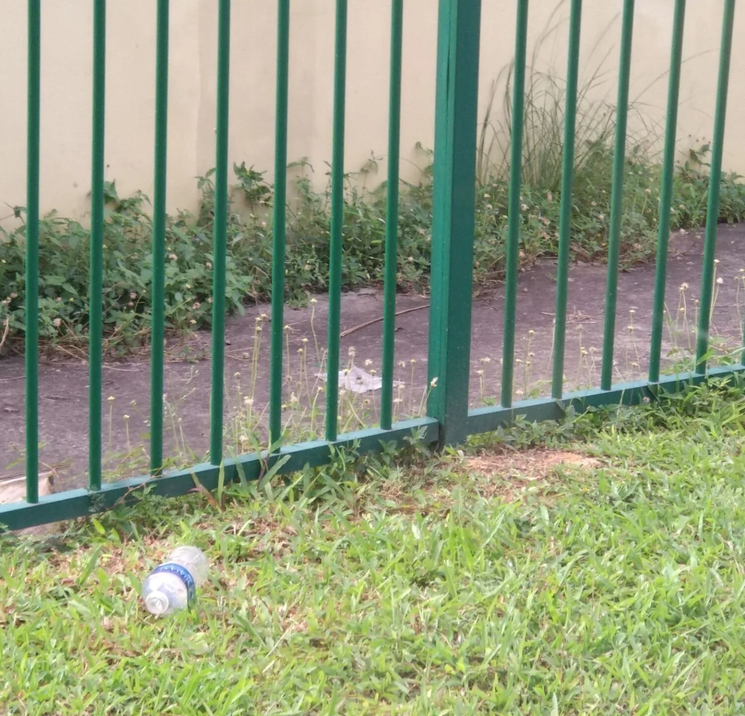 Wildflowers of Singapore