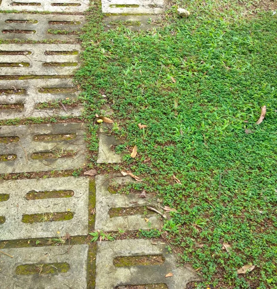 Wildflowers of Singapore