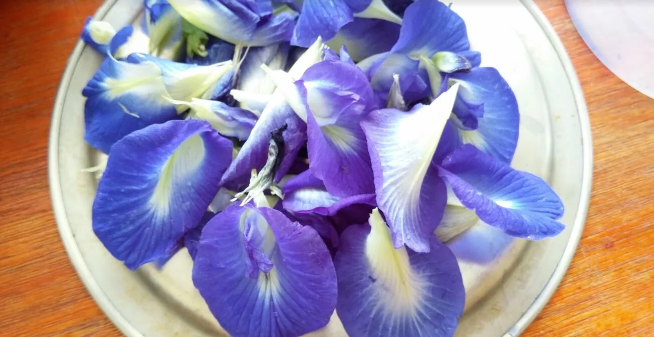 Blue Pea Flower