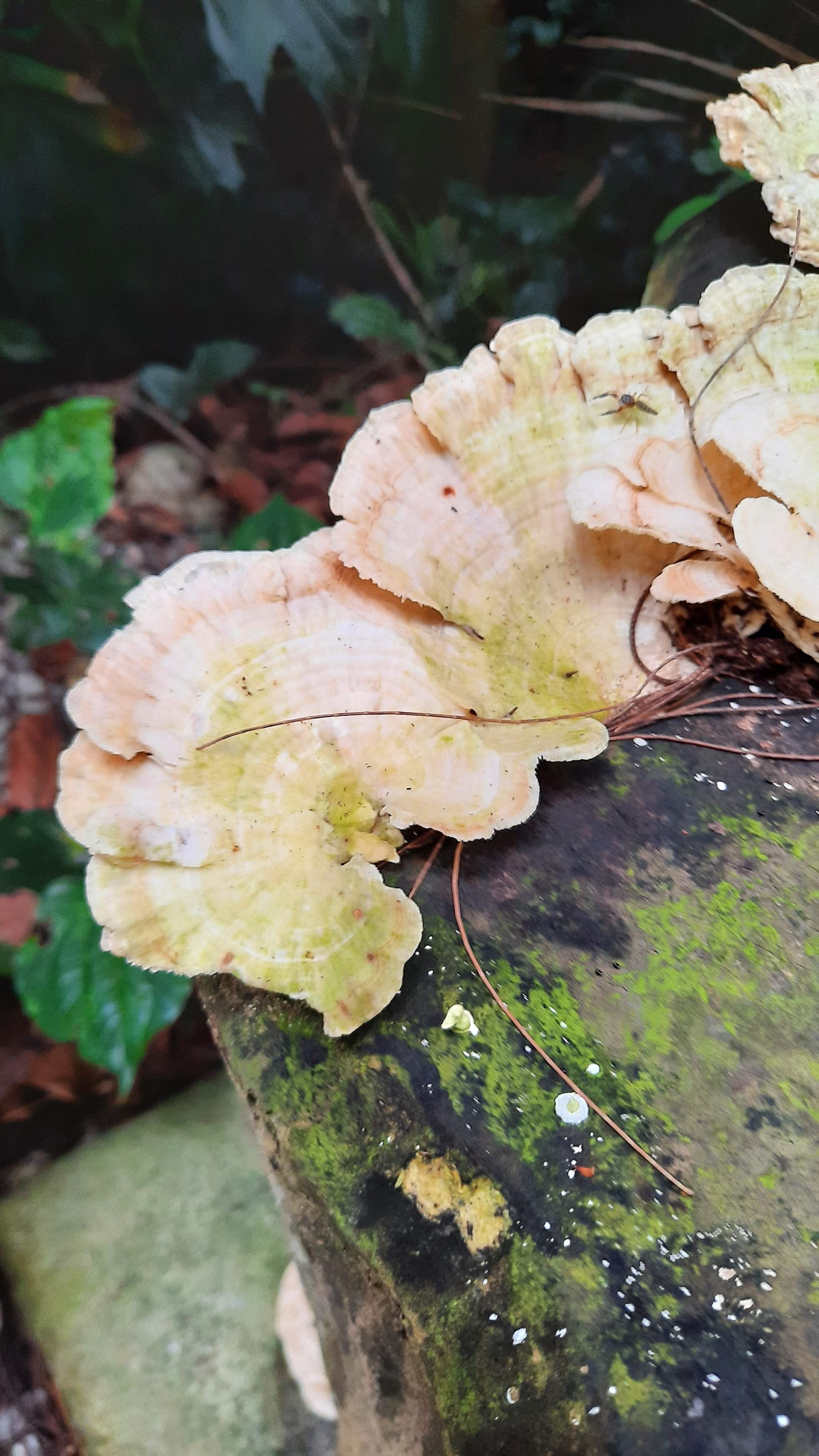 From Nature Walk to Stitch: My Creative Process