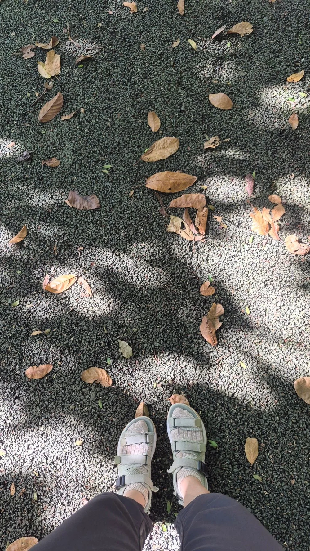 Nature_walks_Singapore.jpg