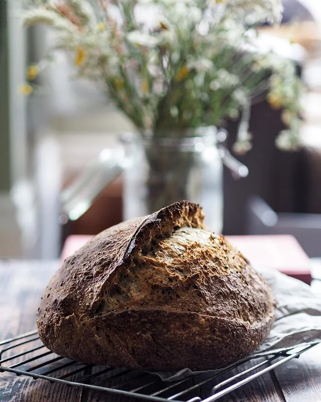 Nigella, fennel and cumin this morning. Really happy with that rise and ear