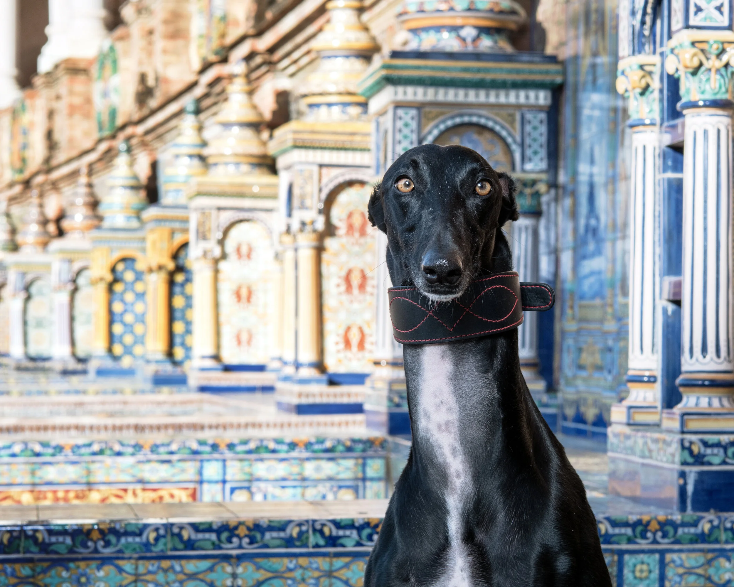 greyhound galgo difference