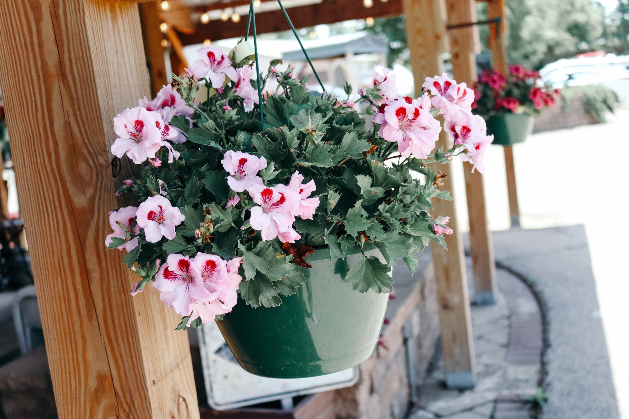 BROWSE OUR PORCH, TOO! 🌸

We have beautiful hanging baskets and yard decor for you to shop on our porch! Discover Martha Washingtons, Wandering Jews, Green Ivy, lanterns, birdhouses, and more. Join us every Wednesday - Sunday!

Please Note: We will 