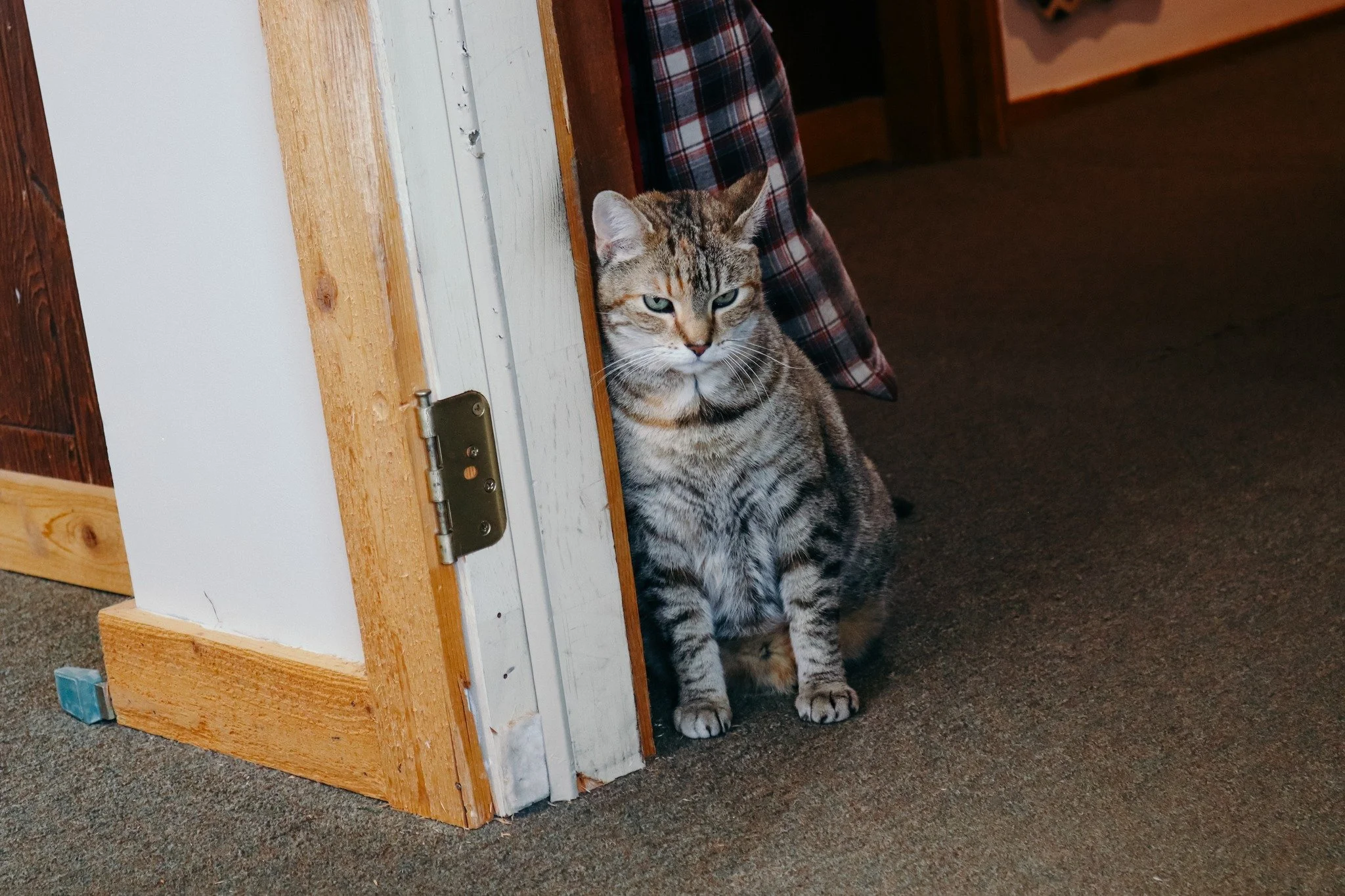 STOP IN AND SEE WILLOW!

Treat yourself to a day at the barn and mingle with our resident barn cat, Willow, while you're here! She loves to get extra attention from our market guests. We are open every Wednesday through Sunday beginning at 10AM. Hope