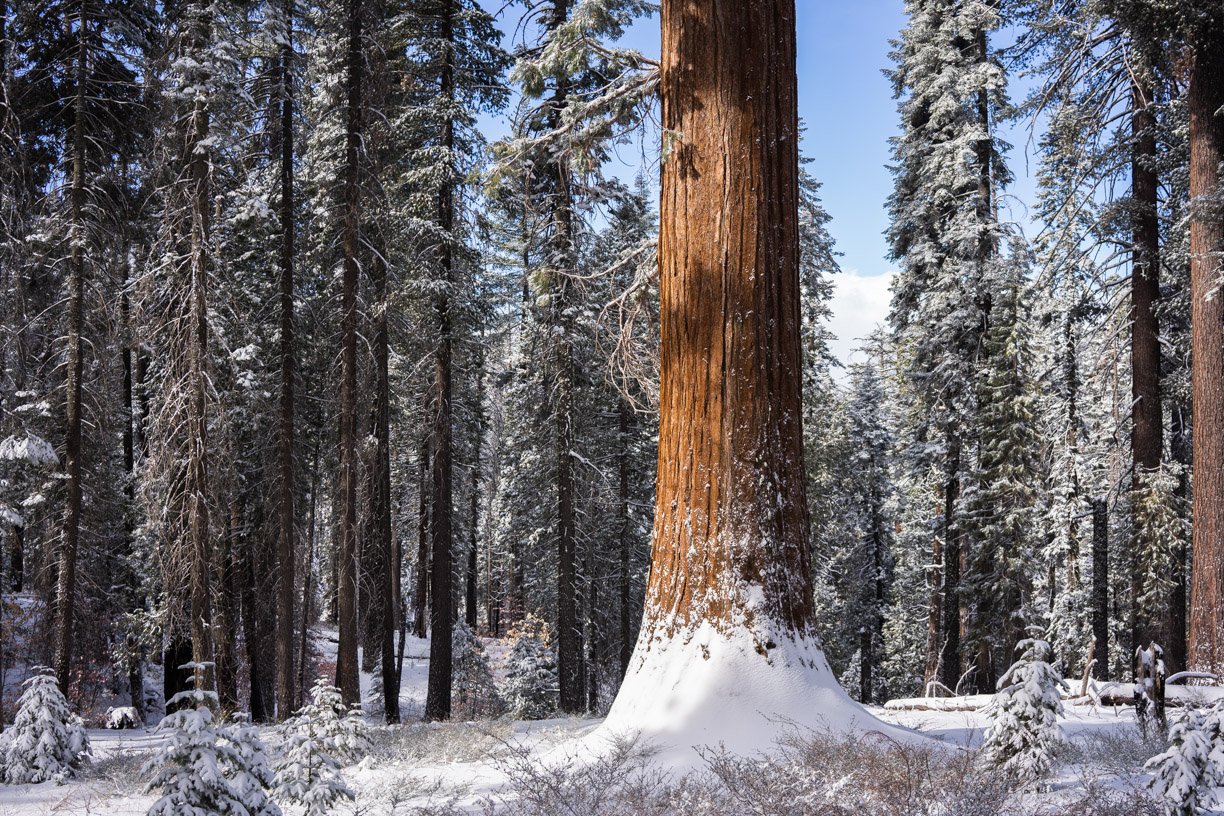 1108_Yosemite_Sequoia0788_Calhoon-2.jpg