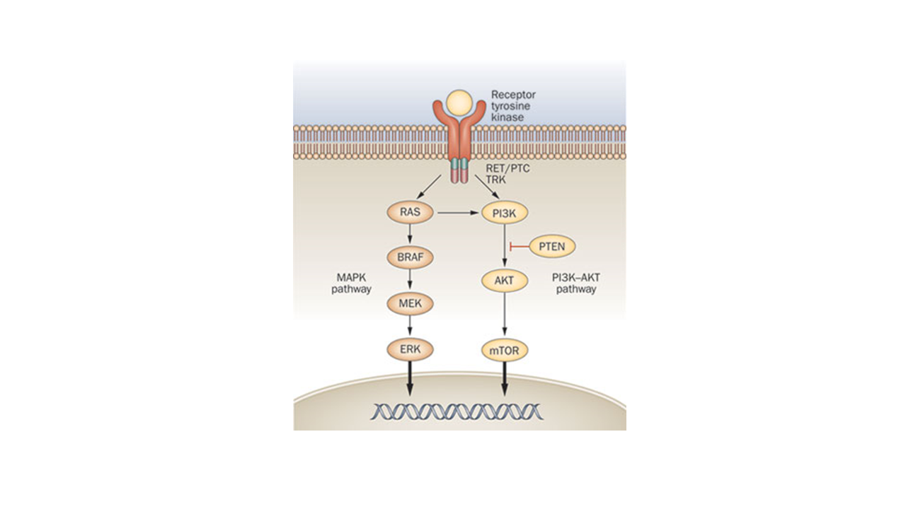 Receptor Tyrosine Kinase Pathway