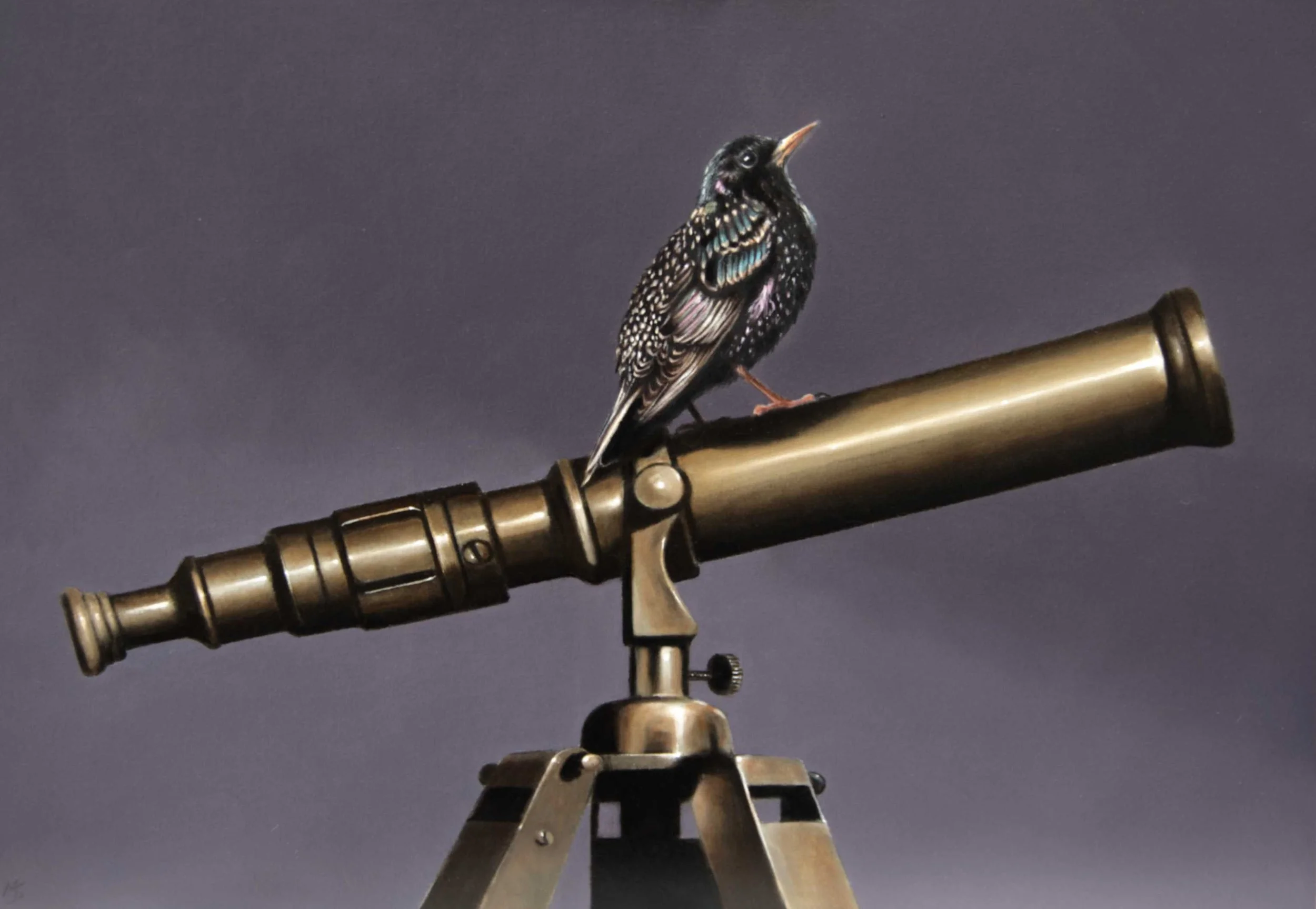 Starling bird perched on a telescope and watching stars.