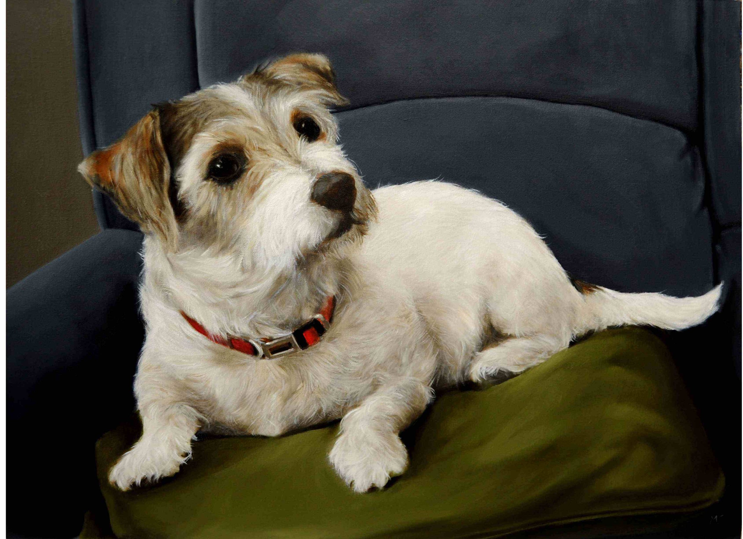 Jack Russell terrier looking up. Painted in oils.