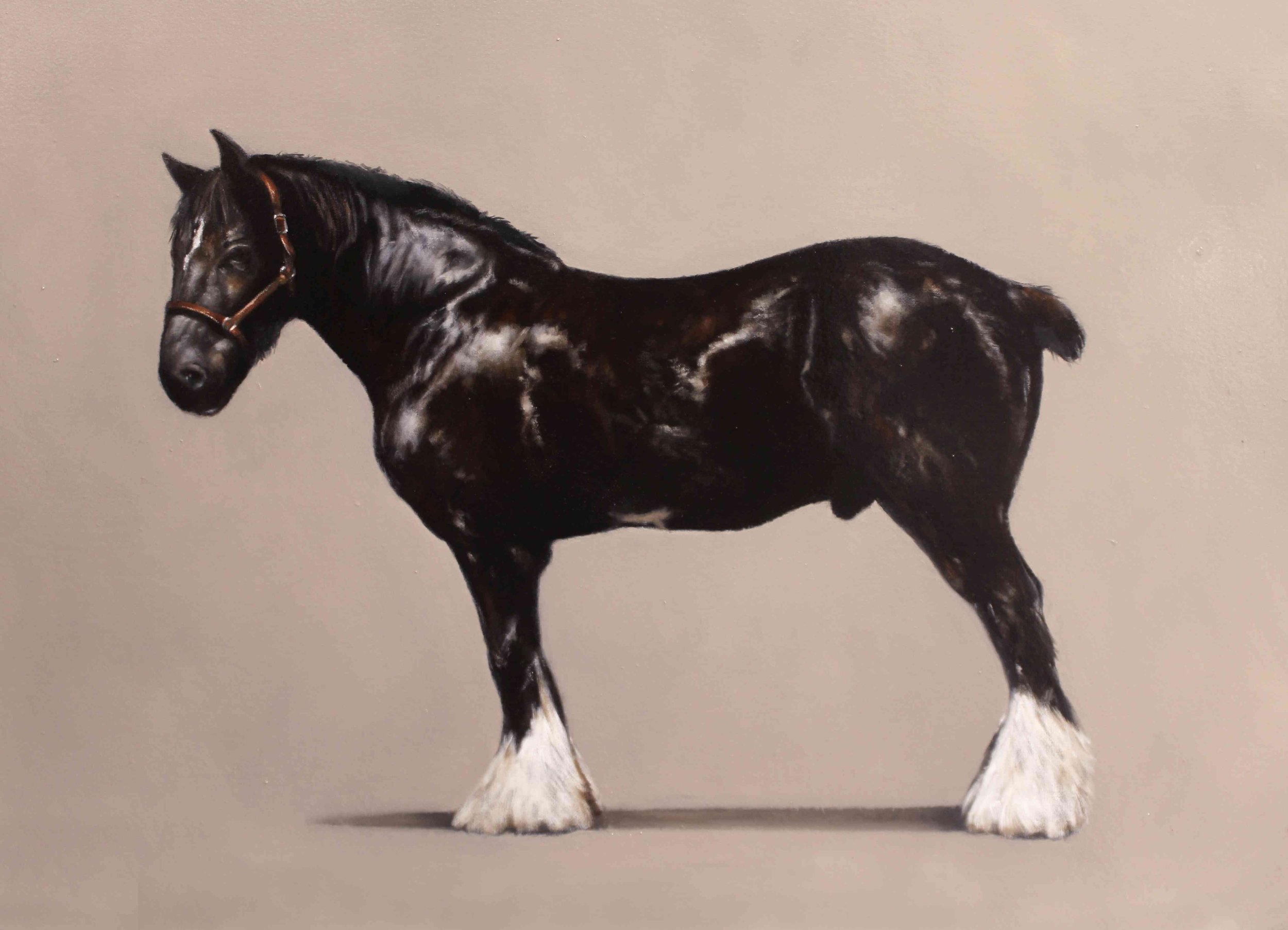Painting in oils of a powerful black shire horse