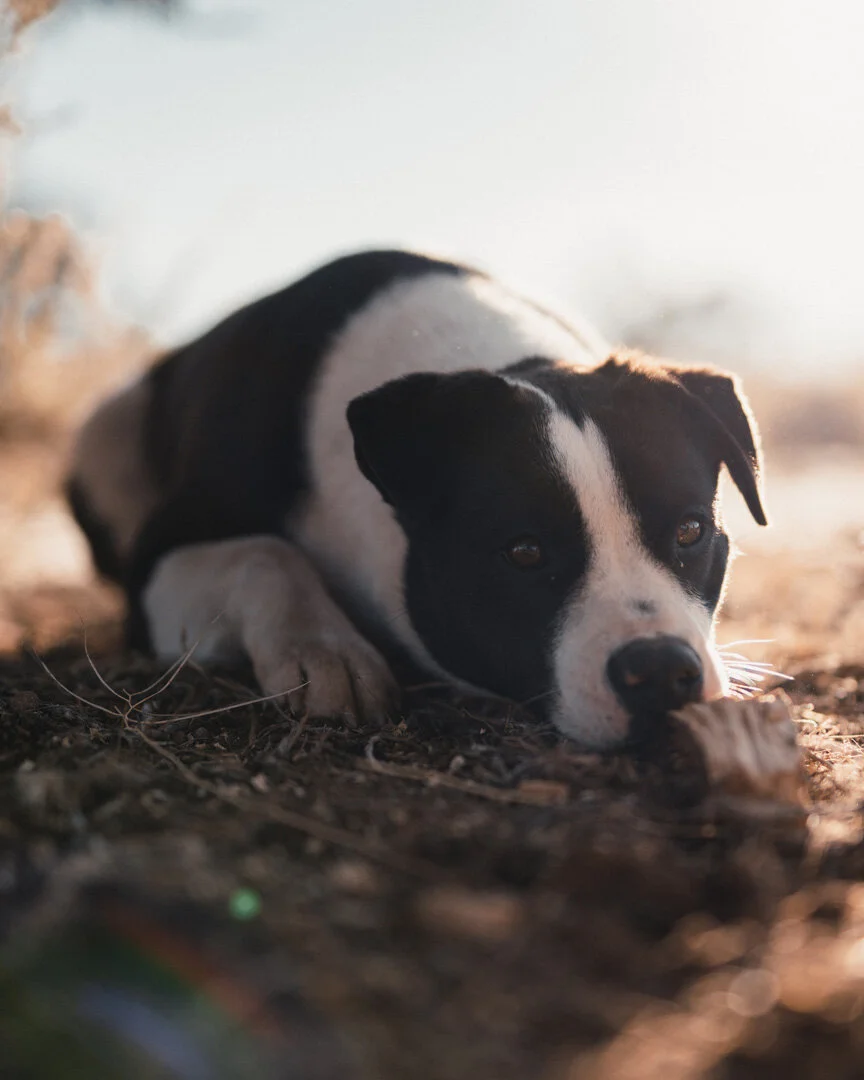 Rez Dog012520 (1).jpg