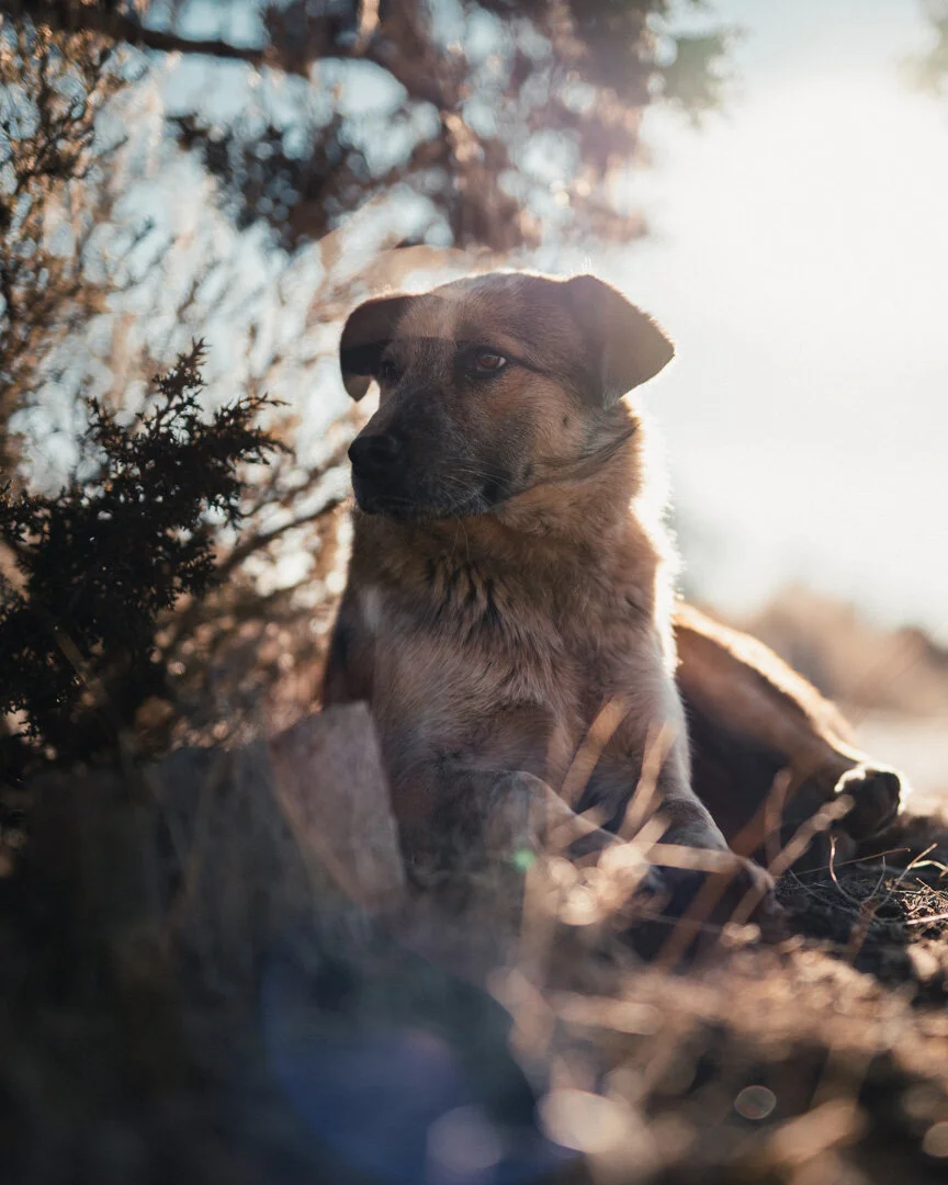 Rez Dog012520.jpg