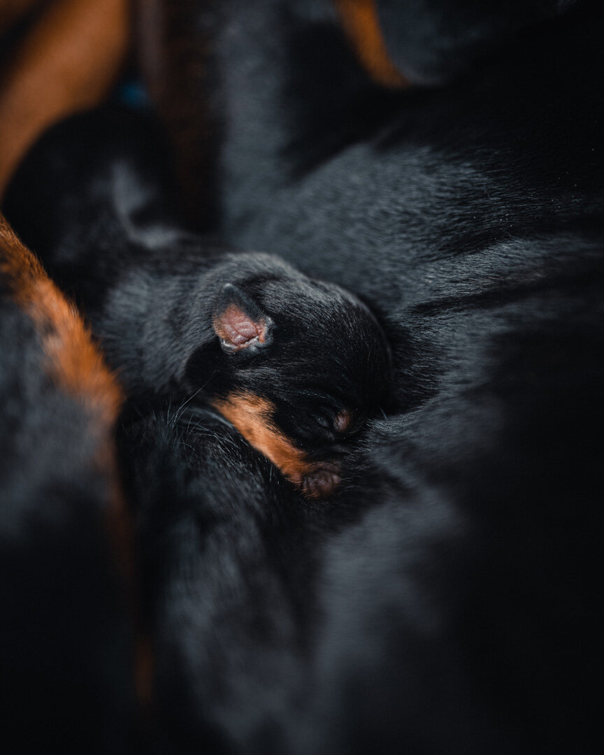 Rez Dog021320 (1).jpg