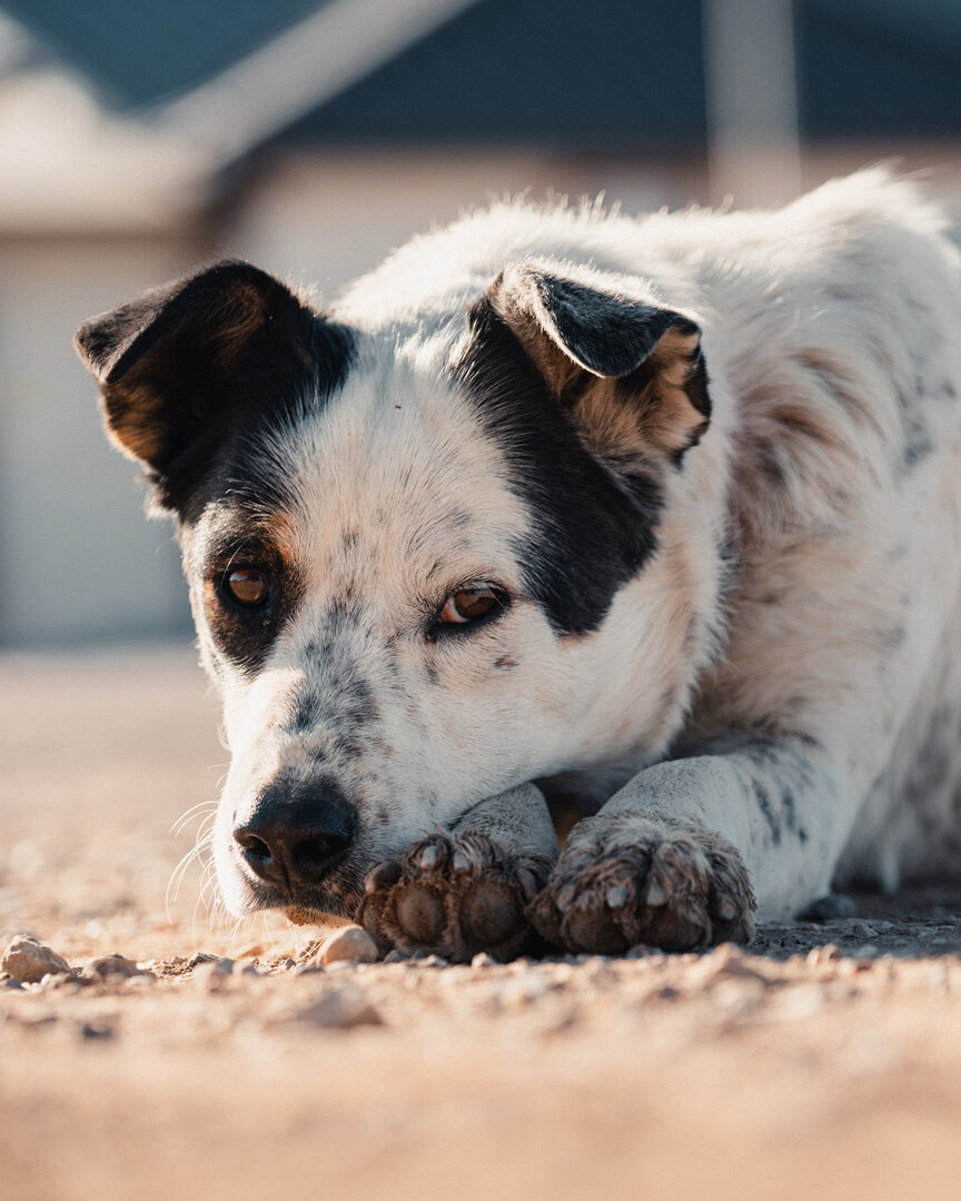 Rez Dog022020 (1).jpg