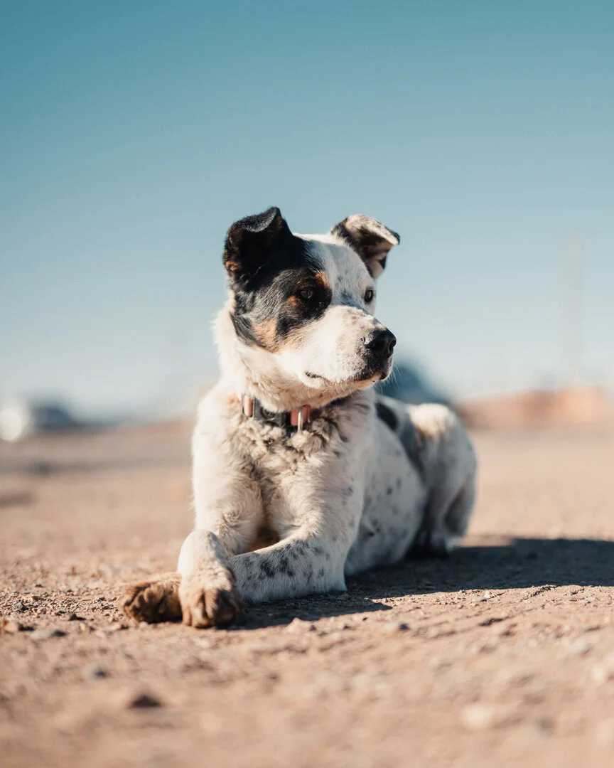 Rez Dog022020.jpg