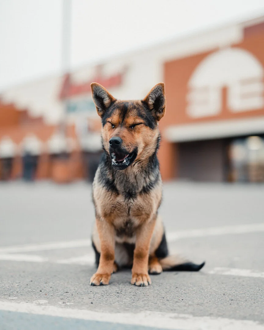Rez Dog022220.jpg
