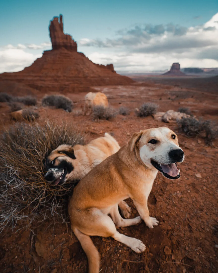 Rez Dog030820 (1).jpg
