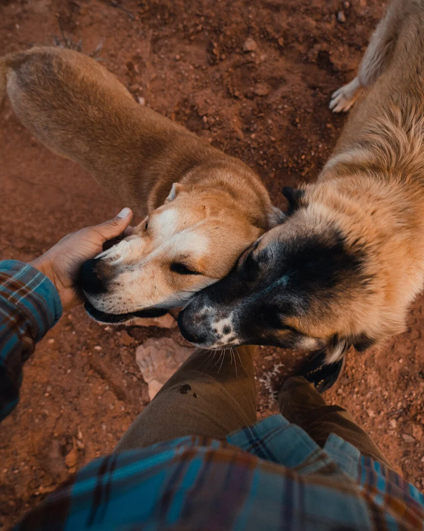 Rez Dog030820.jpg