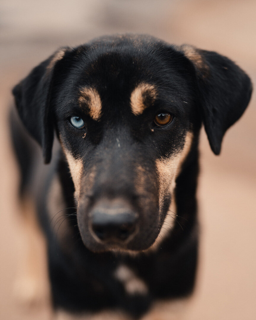 Rez Dog031320 (1).jpg