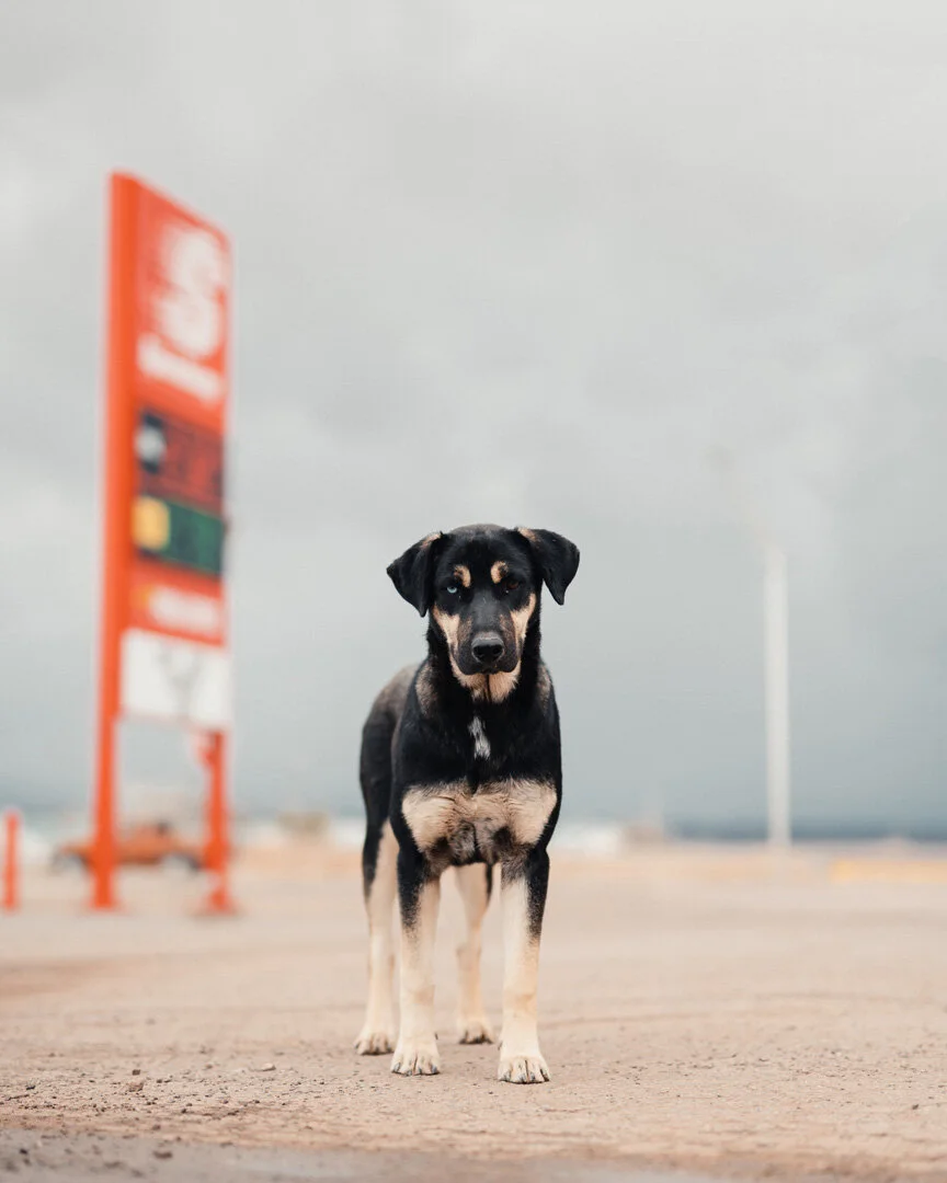 Rez Dog031320.jpg