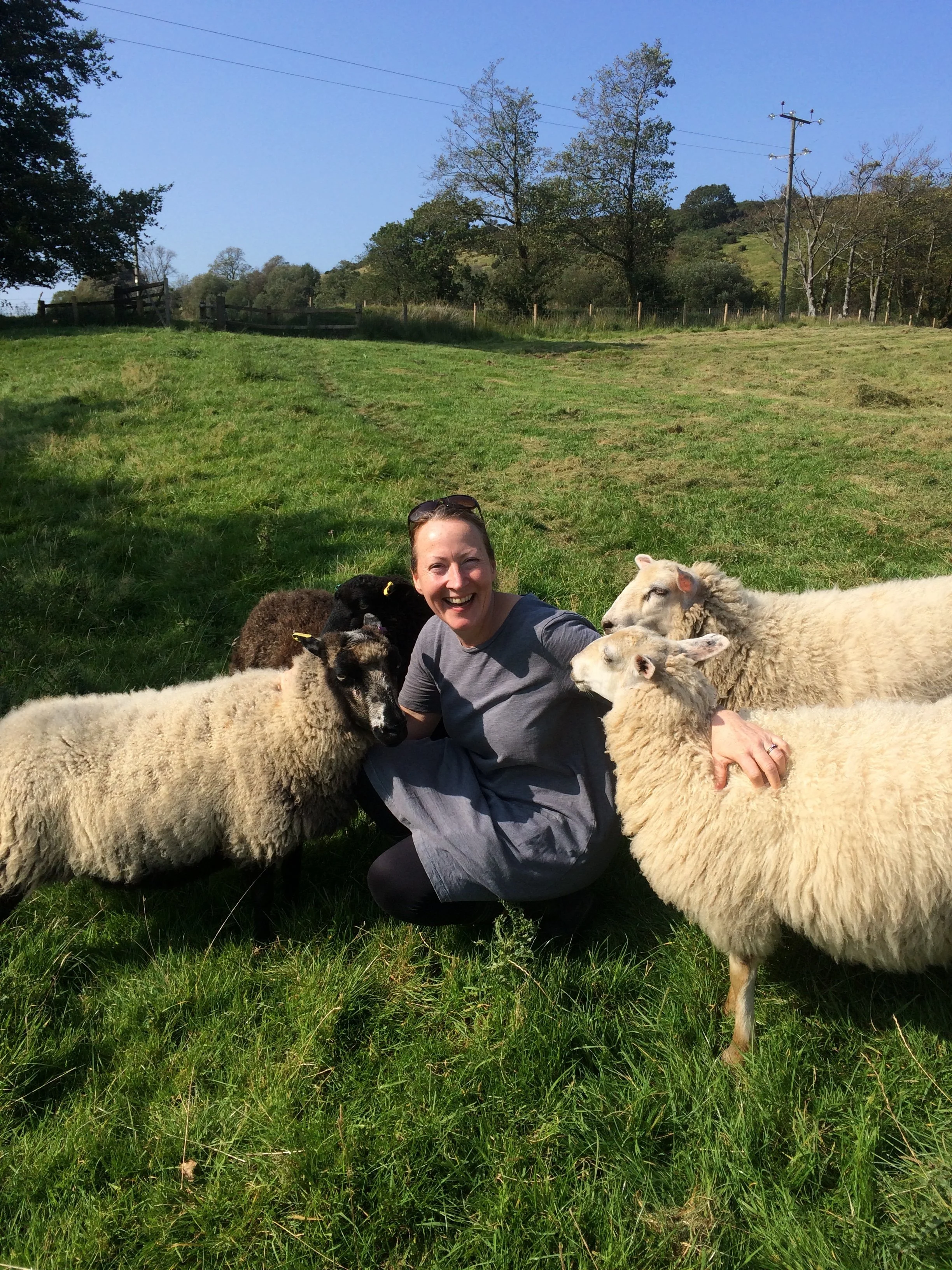 helen_hickman_nellie_and_eve_shetland_sheep.jpeg