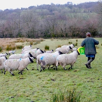 New Blog&hellip;.What Makes Yarn Sustainable?
You know I&rsquo;m all for local, traceable, sustainable yarn, but what do we need to look out for when buying our beloved fibre and what questions do we need to ask?
It&rsquo;s in the Journal if you fanc