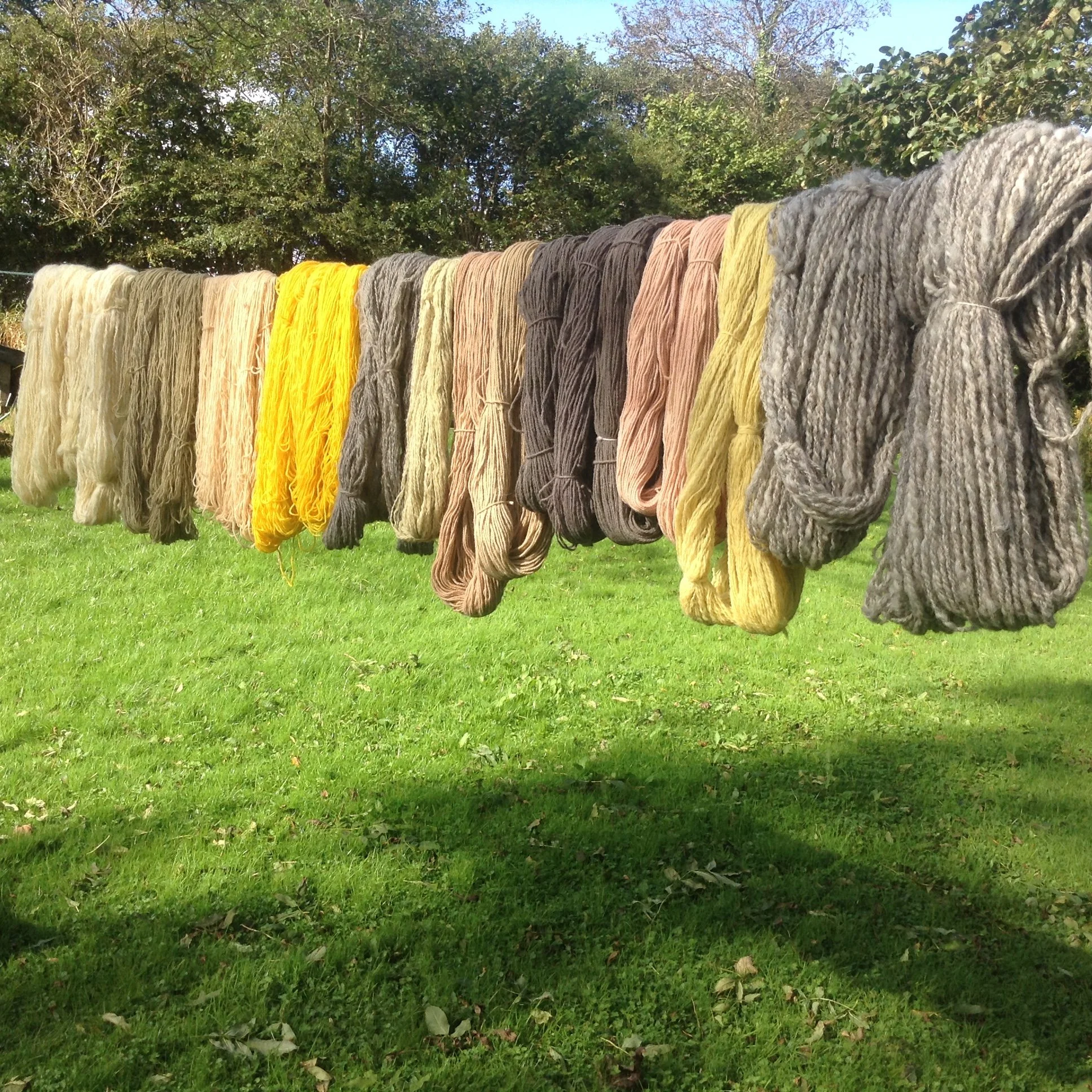 Plant dyed yarns drying in garden by Nellie and Eve.jpg