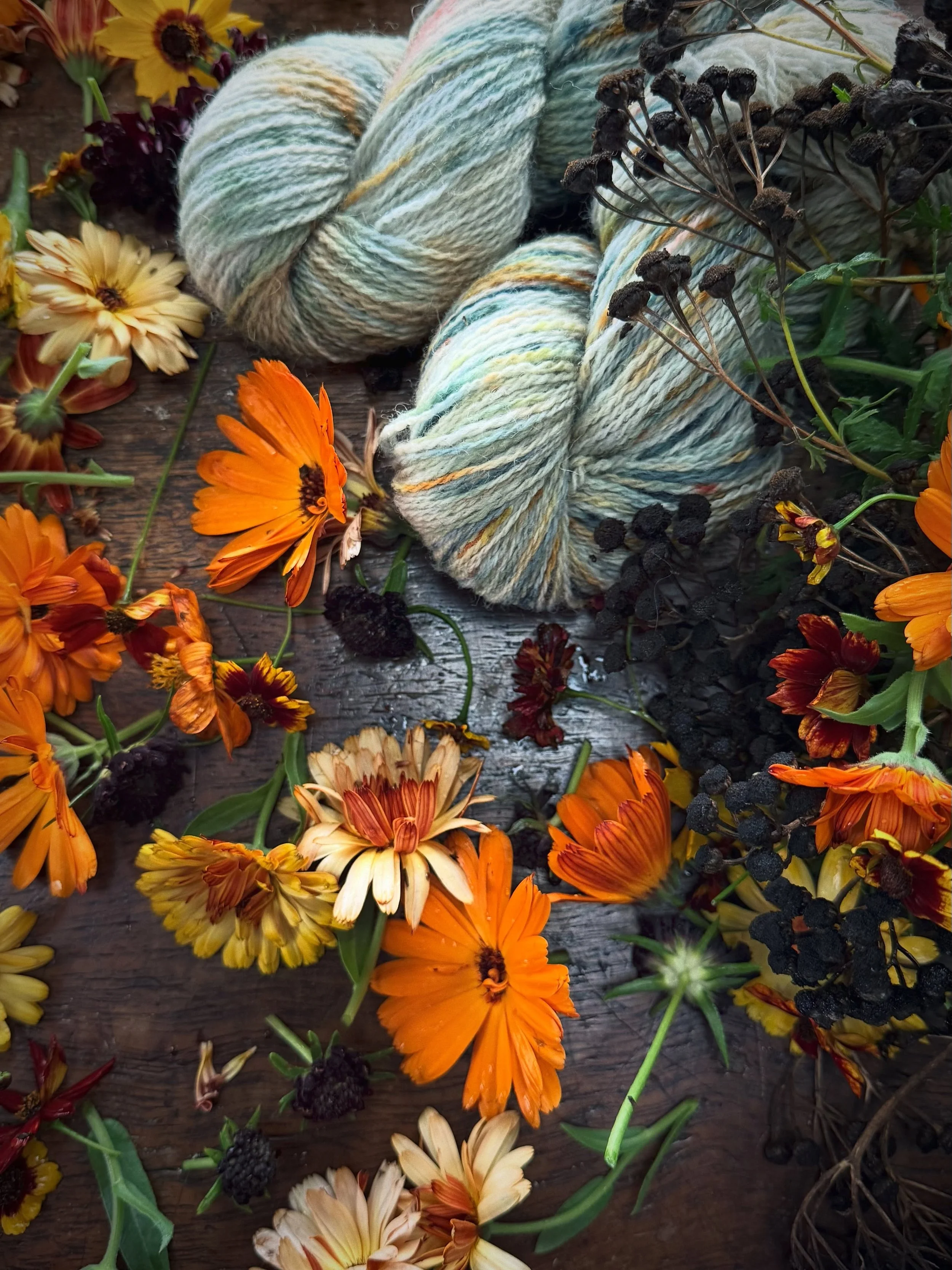 A little gathering of freshly picked flowers from the dye garden today. There might just be enough for one more small batch of naturally dyed yarn before the season comes to an end.

Hands up if you&rsquo;d like to see another batch! 🙋🏻&zwj;♀️

Fre