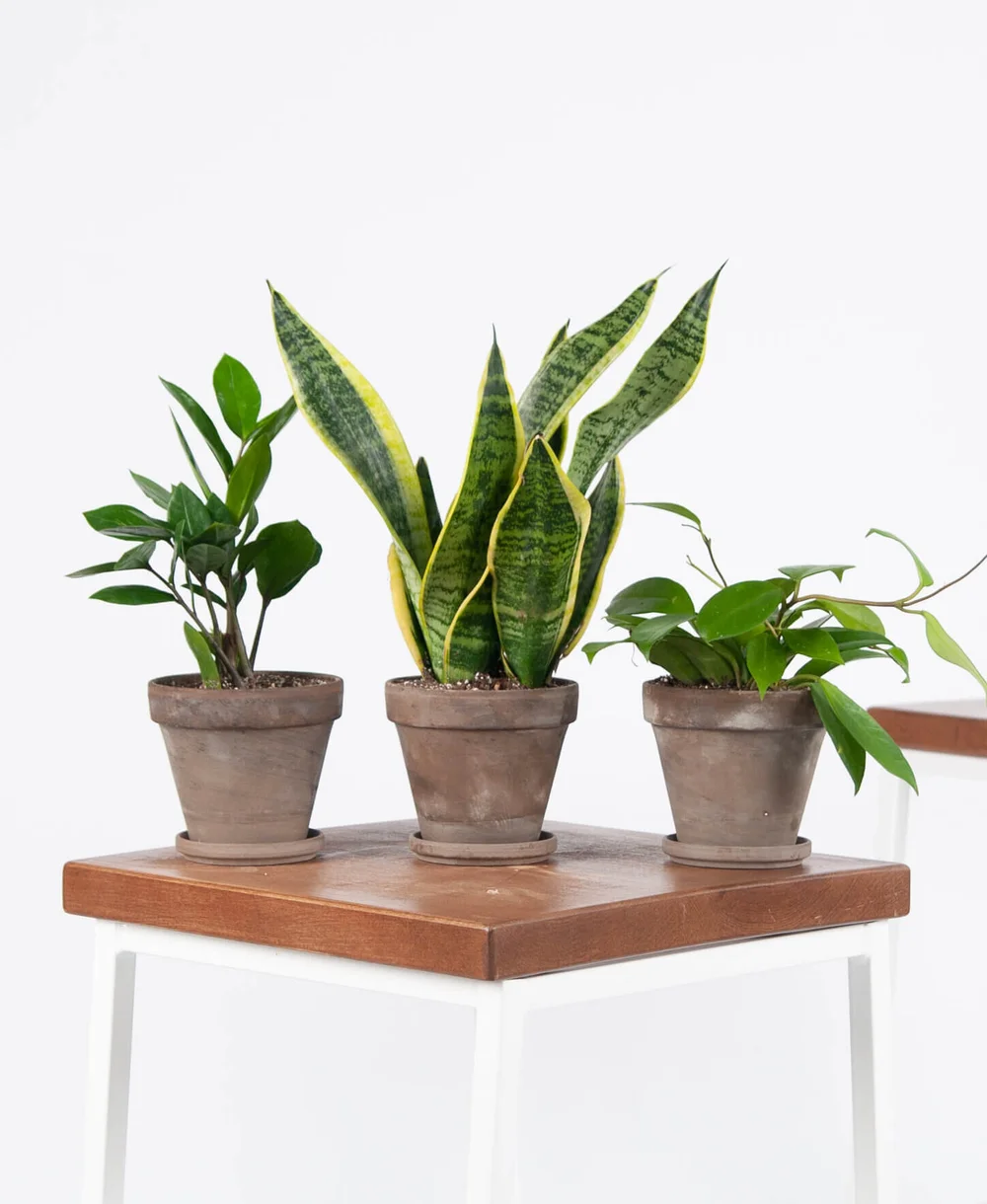 Bloomscape House Plant