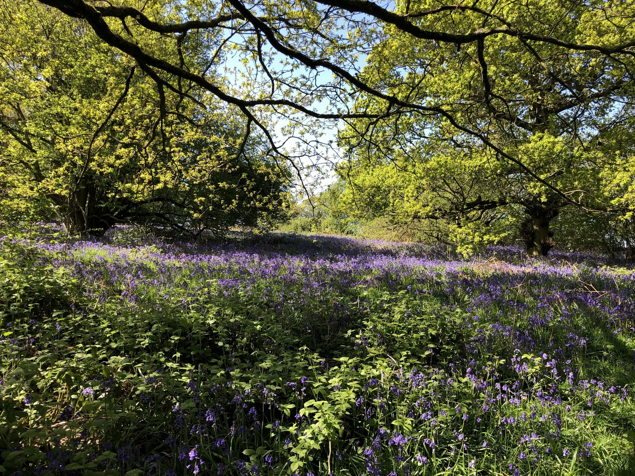Bluebells.jpeg