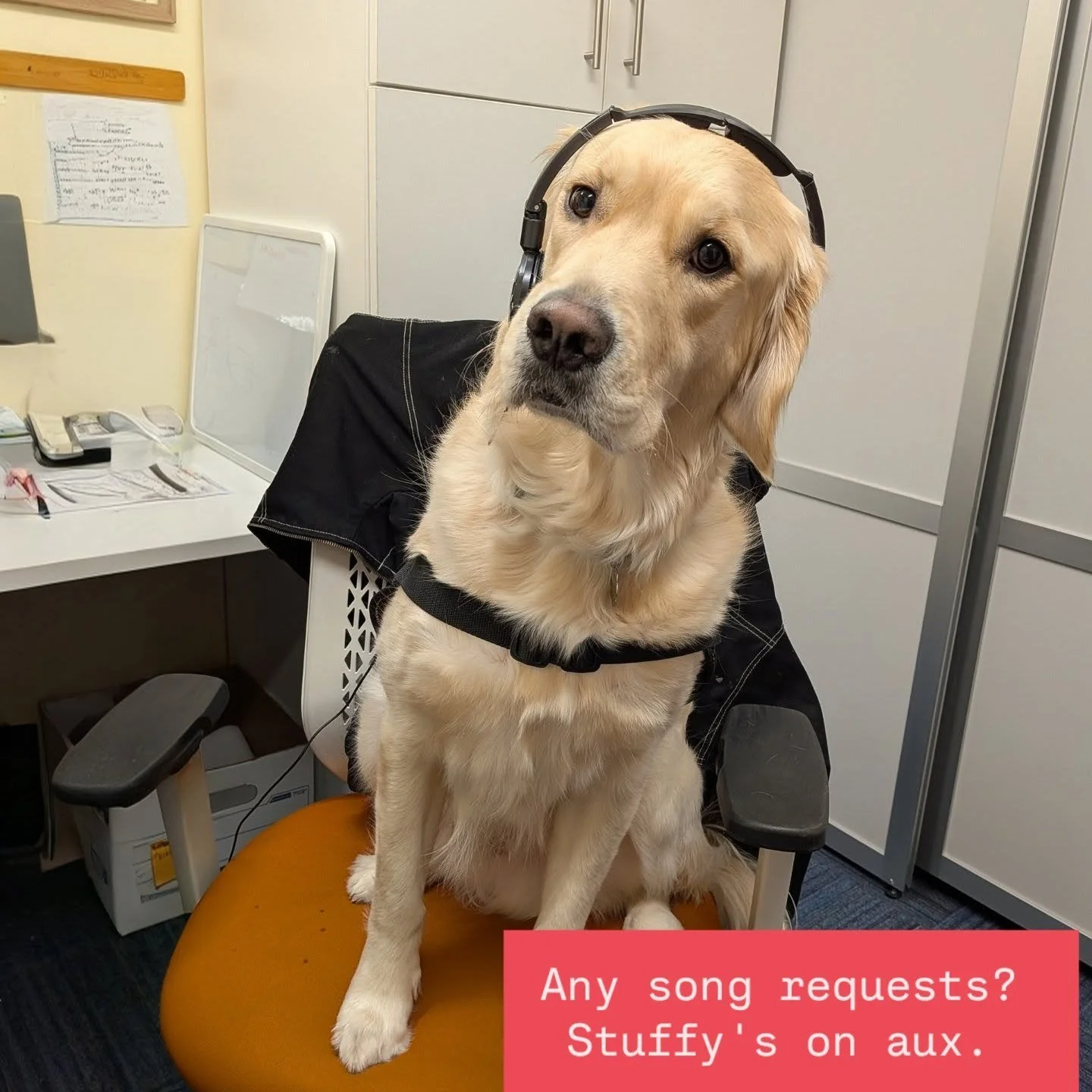 DJ Stuffy Stuff in the house

DJ Stuffy Stuff en la casa 

#facilitydogsofinstagram
#facilitydogs
#dogswithjobs #dogsofminneapolis #dogsofinstagram #musiclover #djdog #djs #goldenretrievers #goldenretriever #cute #dropthebeat