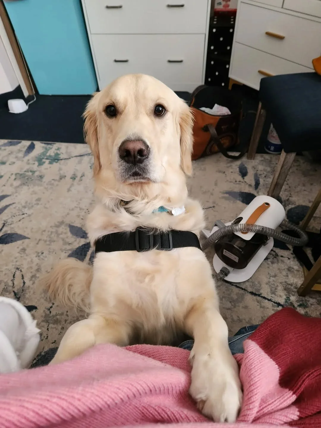 "Okay hear me out. It's probably time for treats" - Stuffy 

#facilitydogsofinstagram #goldenretriever #dogsofinstagram #facilitydog #dogsofminneapolis #dogswithjobs #9to5 #perro #perrosdeinstagram🐕🐕🐶 #treats #childadvocacycenter #childa
