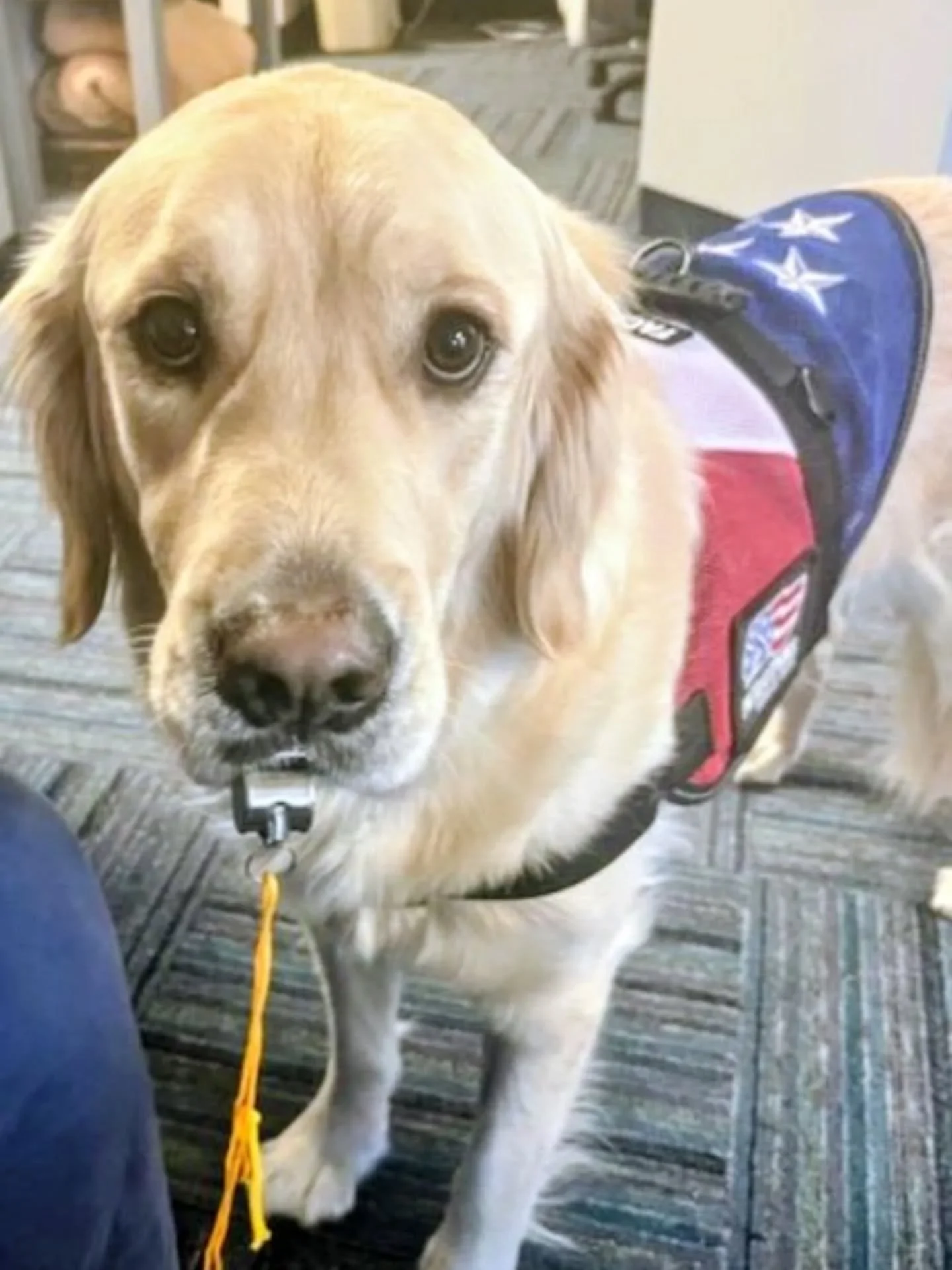 Stuffy est&aacute; contigo 

Stuffy stands with you

#facilitydogsofinstagram
#dogswithjobs #dogsofminneapolis #goldenretrievers #goldenretriever #perro #perrosdeinstagram #minneapolis #minnesota