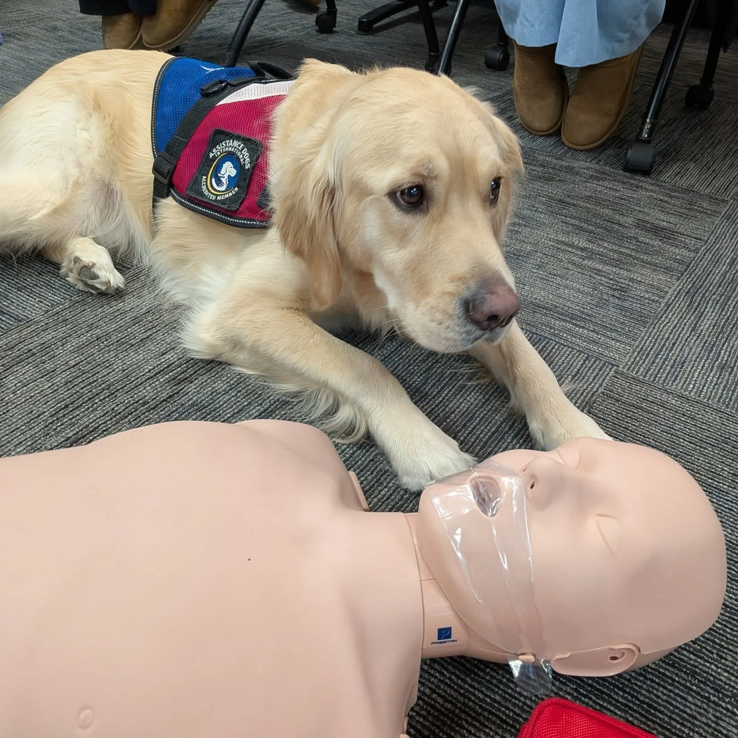 Stuffy (and cornerhouse staff) learns CPR! 
 
!Stuffy (y personal de CornerHouse) aprende CPR! 

@americanredcross

#cprtraining #facilitydogsofinstagram #firstaid #perro #perrosdeinstagram