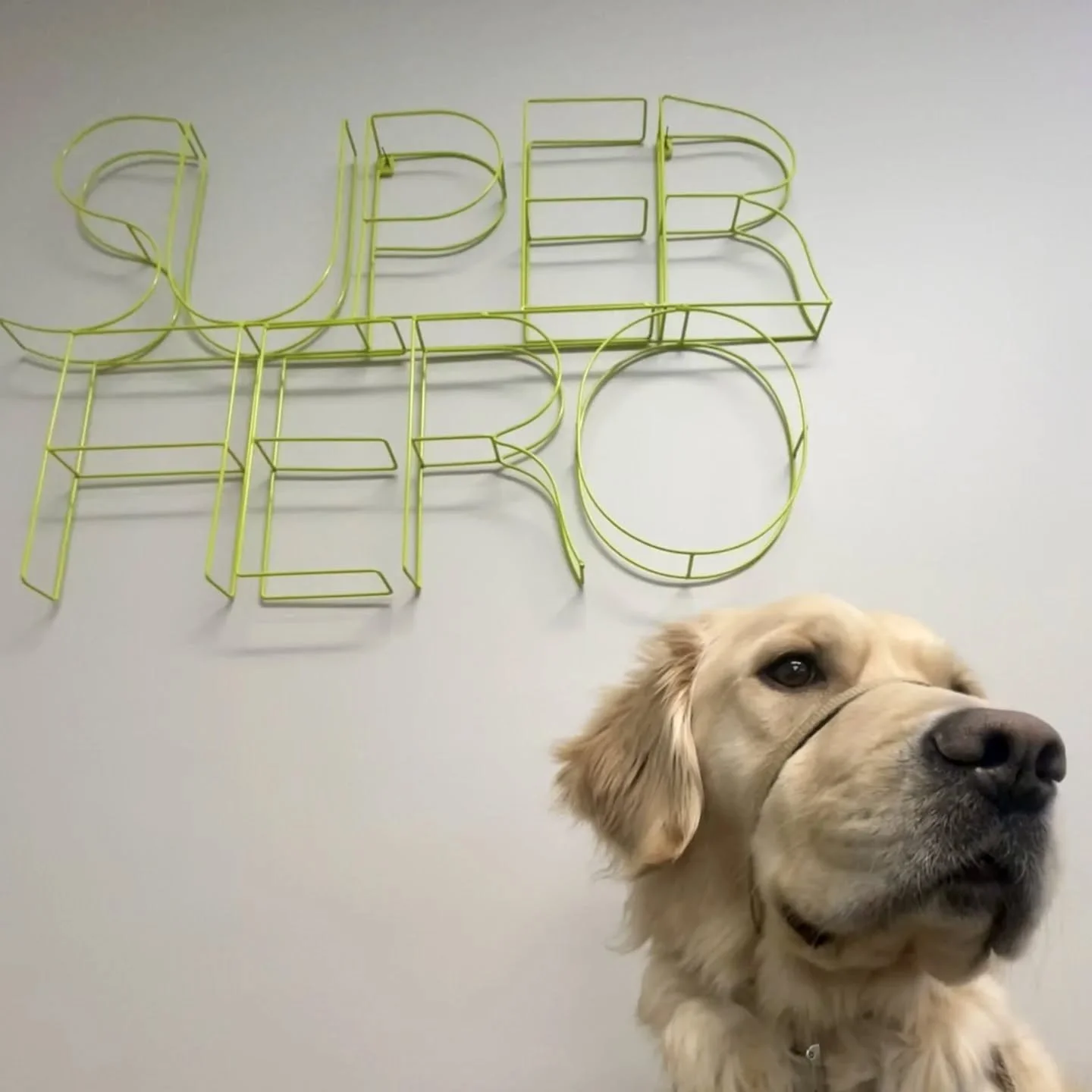 &iquest;Qui&eacute;n es tu s&uacute;perh&eacute;roe?

Who is your superhero?

#facilitydogsofinstagram #dogsofminneapolis #dogswithjobs #dogsofinstagram #perrosdeinstagram