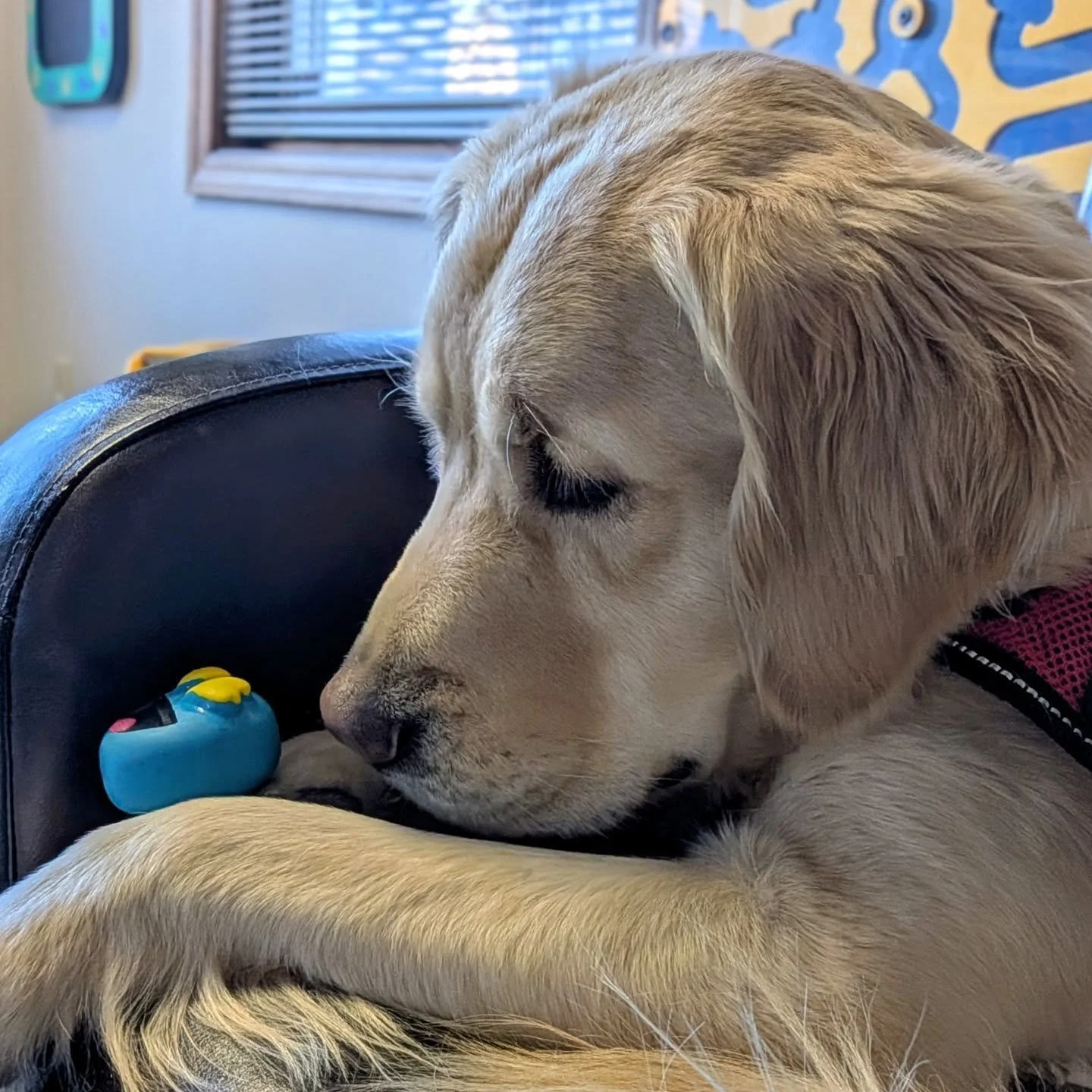 Stuffy and his best friend Dot. 

Stuffy y su mejor amigo Dot

#dogswithjobs #dogsofinstagram #bestfriends #mejoresamigos