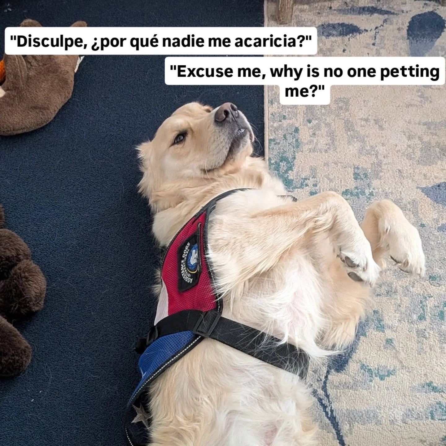 So rude

Tan grosero 

#facilitydog #goldenretriever #dogsofinstagram #perrosfelices #needy