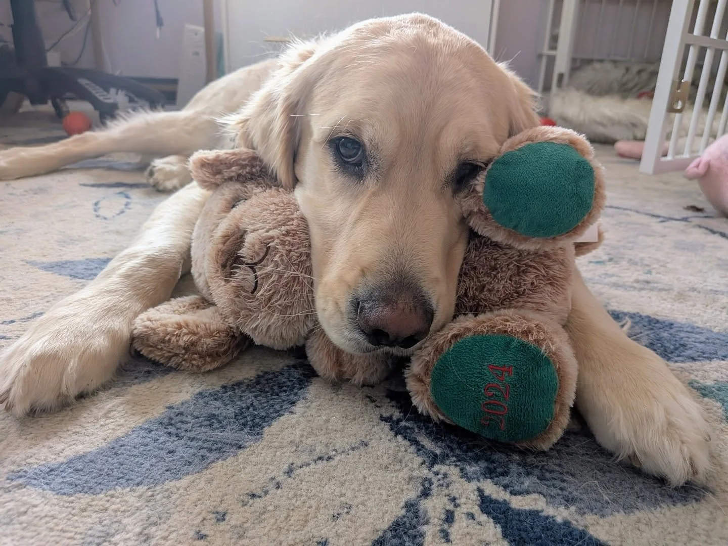 just a dog and his bear 

solo un perro y su oso

#facilitydog #bestfriends #perrosdeinstagram #goldenretriever #dogsofminneapolis