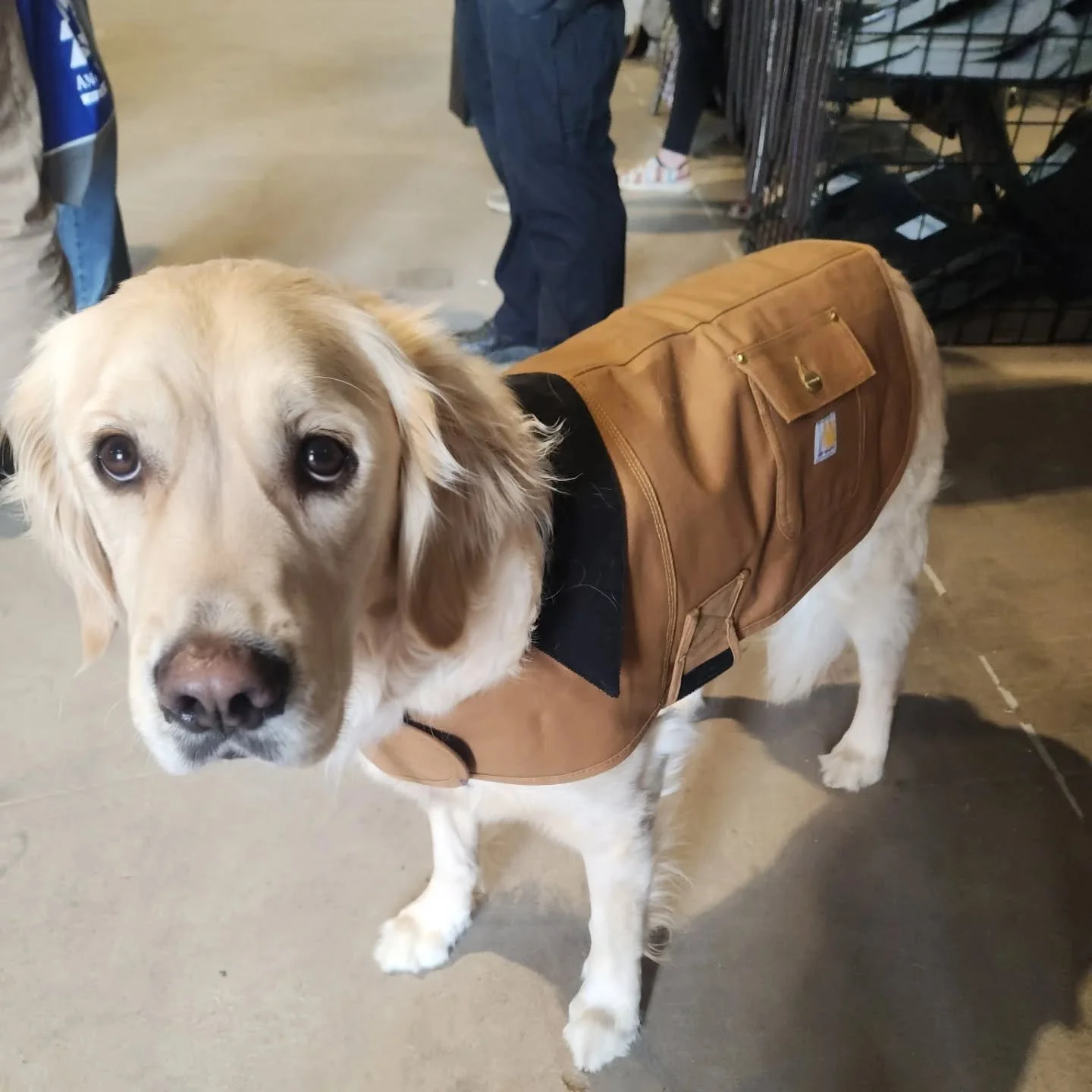When Stuffy's not providing support to children and staff he's just a rugged good boy living that sweet Minnesota life. 

Not an #ad but Stuffy's willing to colab. @carhartt? 

#fypシ❤️💞❤️ #facilitydog #goldenretriever #rugged