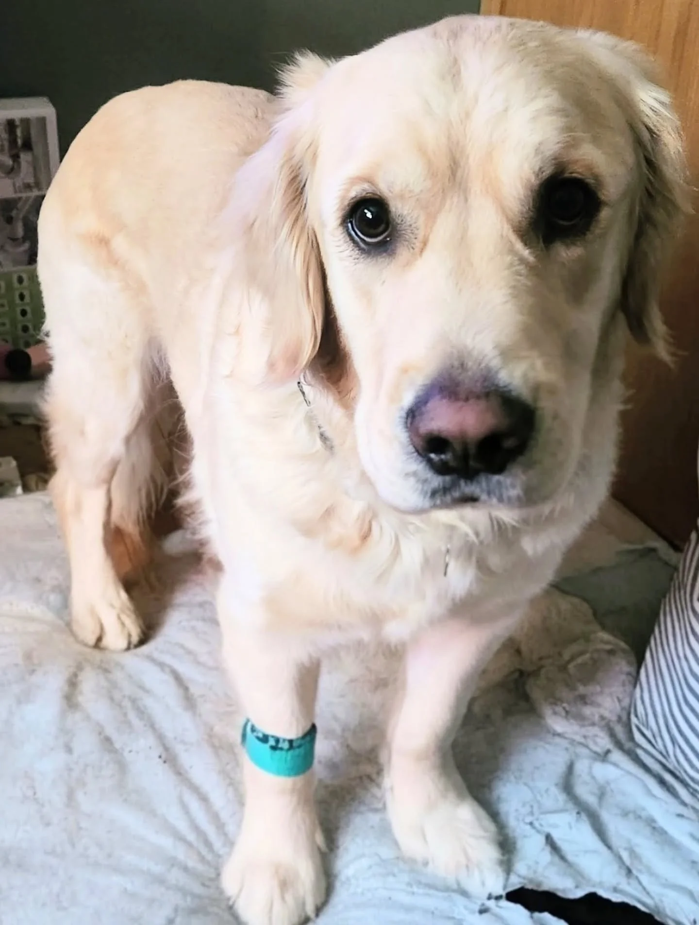 Stuffers had to have a minor dental procedure. It was quick, went well, but he wouldn't recommend. 2/10.

#cleanteeth #sweetpuppy #goldenretriever #dogsofinstagram #dogsofminneapolis