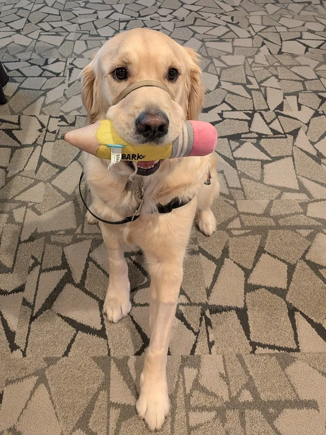 Student Stuffy 

Estudiante Stuffy

#lastdayofschool❤️ #facilitydogsofinstagram #dogswithjobs #dogsofminneapolis #fypシ❤️💞❤️