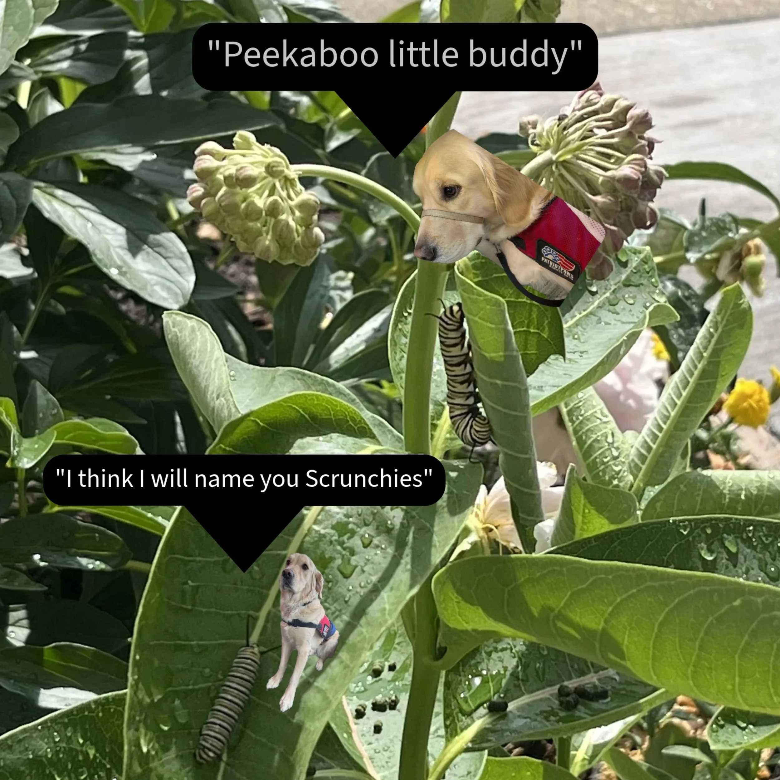 We have Monarch caterpillars at CornerHouse! Stuffy is making friends with them. It's his job to be friends with everyone! 

&iexcl;Tenemos orugas monarcas en CornerHouse! Stuffy esta haciendo amigos con ellos. Es su trabajo ser amable con todos!