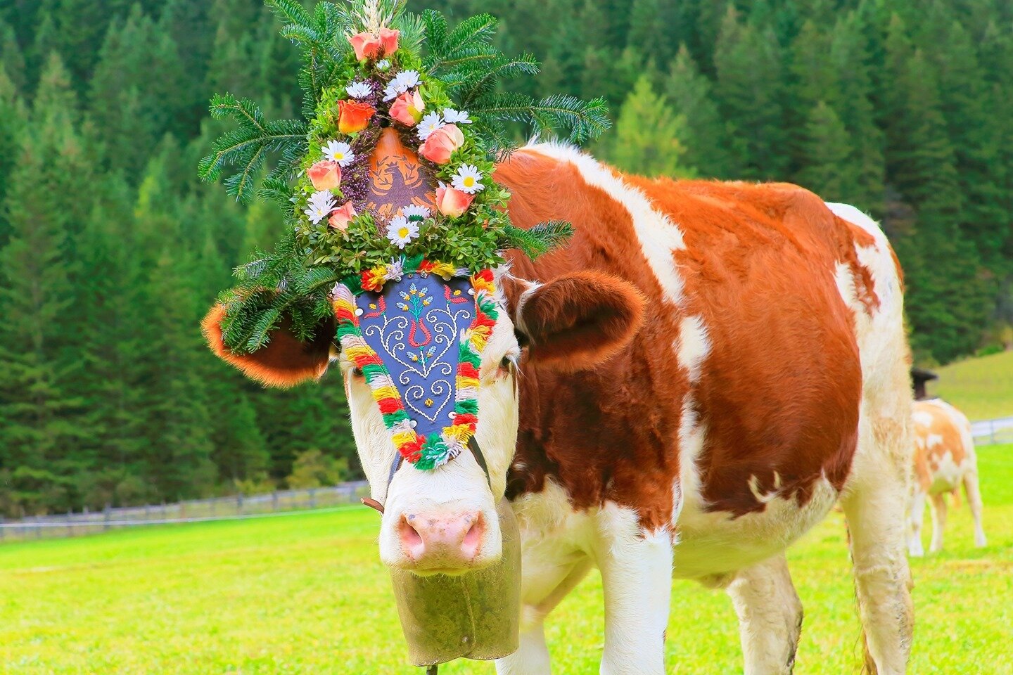 Fall Is The Best Season to Go European and 10 Reasons Why!⁠
⁠
Reason #8: Alpabzug! Homecoming of the cows down from their summer Alpine grazing grounds to winter out at the farm.⁠
⁠
I mean, if adorable cows marching down the Alps in flower regalia, s