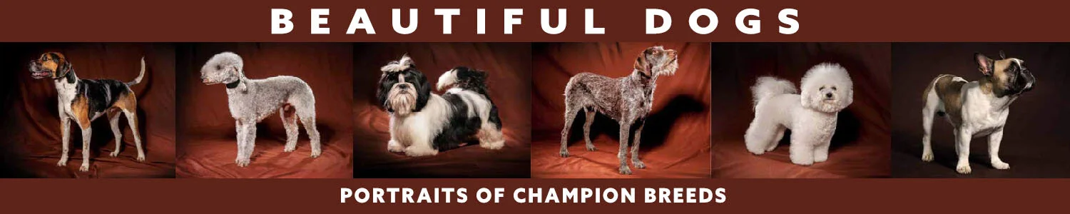 HHP HOME PAGE - banner Creativity Code.JPG