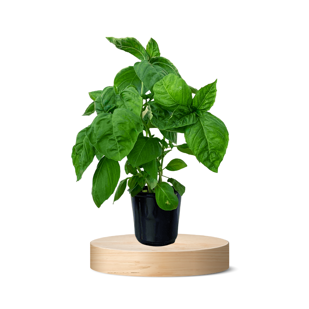 Basil Plant Png