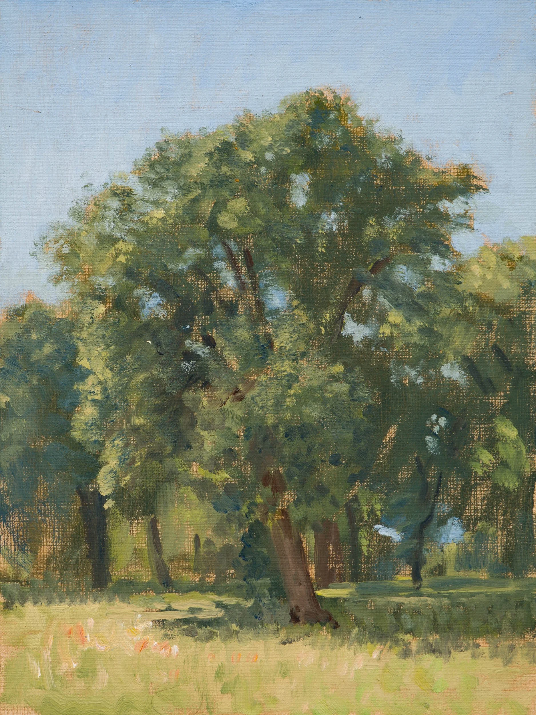 16.%20Afternoon%20Tree%20Demo.jpg